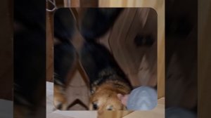 1000052810.mp4 (Собака наблюдает за устройством лестницы на 2-ой этаж в доме А-фрейм)