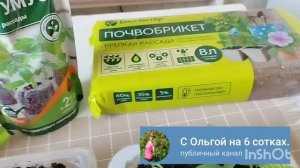 Неожиданнвй результат добавки удобрений в магазинный грунт при посеве перца!