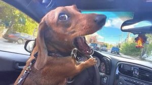 ЛУЧШИЕ ПРИКОЛЫ 2026 СМЕШНЫЕ ЖИВОТНЫЕ, КОТЫ, КОТИКИ, САМОЕ СМЕШНОЕ ВИДЕО