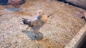 100 цыплят в одном помещении / Хохлатое чудо / Цыплята помесь с брамой, какие они?