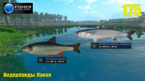 #175 Нидерланды: канал ч18 Путь к серебру: неуловимый рыбец и еще раз кефаль сингиль.  Fisher Online