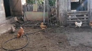 Мои курочки и мускусные утки / Какие планы у меня на них? / Помесные куры, какая яйценоскость?