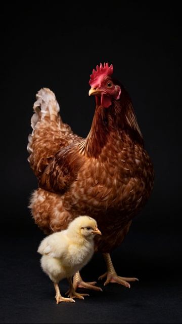 Курочка с цыпленком: нежность и забота #курица #цыпленок #природа