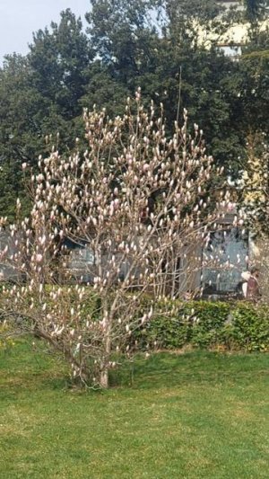 Магнолия суланжа