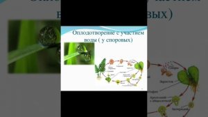 Биология 7 класс. Параграф 5. Высшие споровые растения.