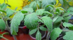 ПОСЕВЫ 2026-86. Первые ПОДДЕРЖИВАЮЩИЕ опрыскивания рассады томатов.