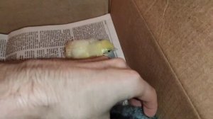Вывод цыплят в инкубаторе начался!
