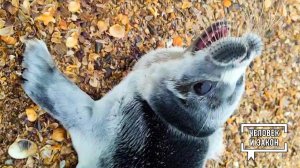 Видео недели: технологии, происшествия и животные. Человек и закон. Фрагмент выпуска от 20.03.2026