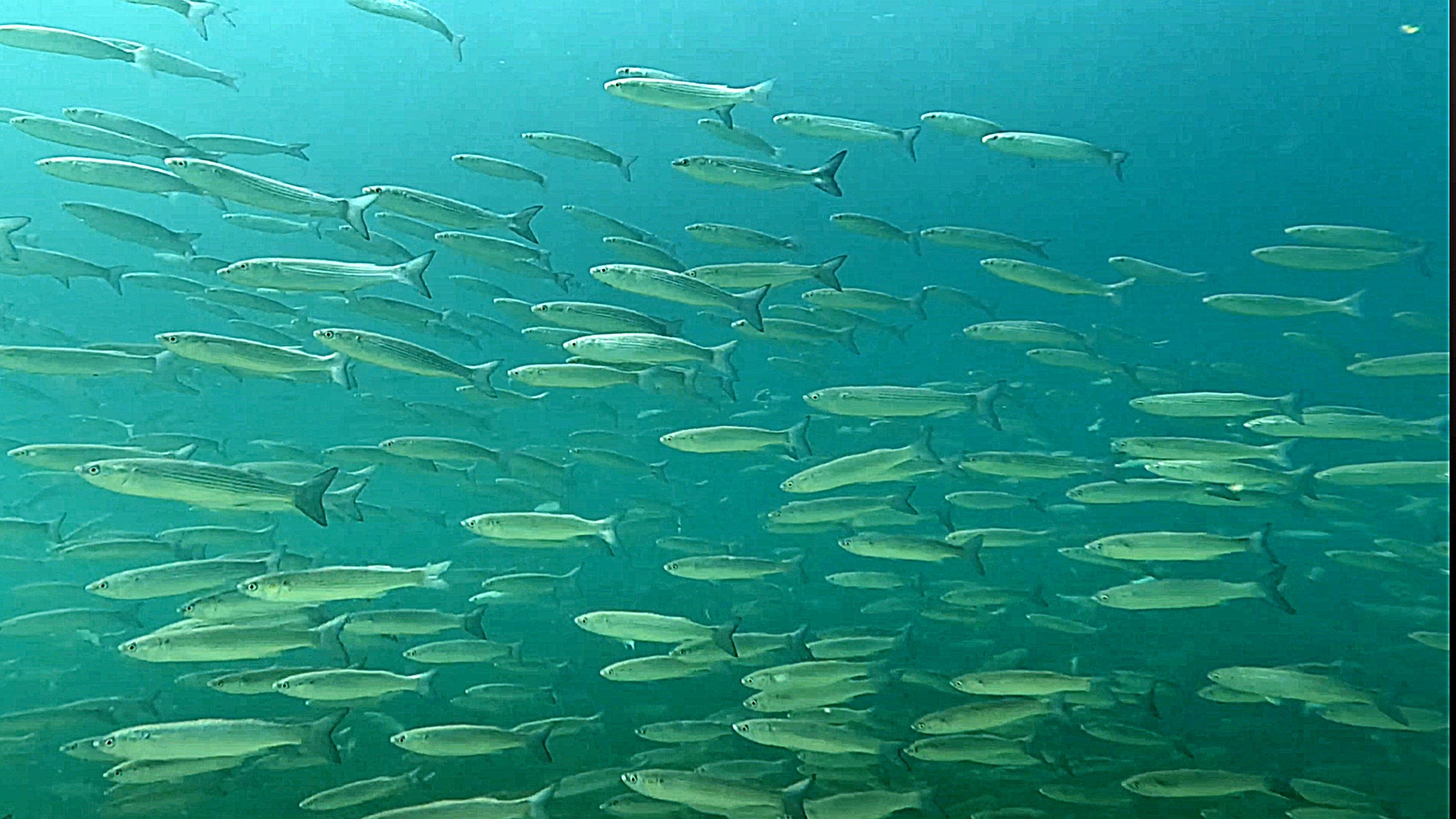 Мыс Фиолент. Поездка в Крым. День пятый.