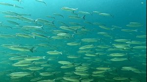 Мыс Фиолент. Поездка в Крым. День пятый.