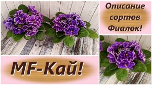 Описание сортов Фиалок! MF-Кай!