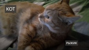 Рыжик. Домашние коты. Домашние кошки. Игры. Любимый кот. Играю с котом и разговариваю. Животные
