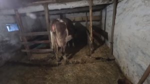 Корову девке подарили! Да все не так, как надо!