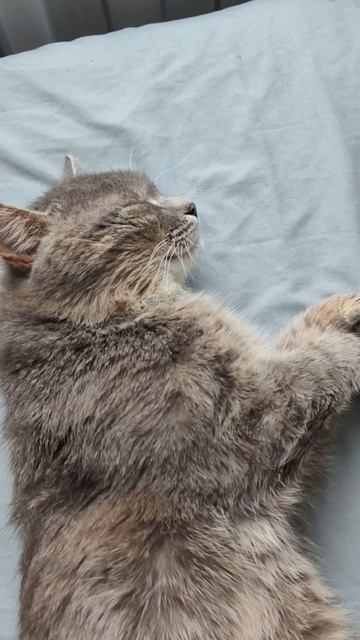 Попробуйте...#юмор#котбарси#животные#питомцы#друг