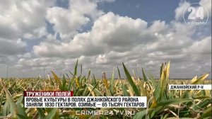 В Джанкойском районе аграрии приступили к севу чечевицы