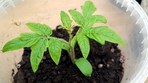 Крепкая рассада томатов: Как вырастить сильные томаты и не допустить вытягивания!