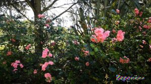 ЧУЖАЯ ЖЕНЩИНА сл Евгении Дубковой музыка исполняет Николай Головков