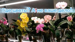 Ответ на Упрёк@претензию. Цветение на стеллаже.