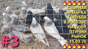 🔥🔥🔥 Сборная ярмарка голубей в Ростове на Дону. Птичий рынок 15.03.26. Часть 3. Pigeons Fair.