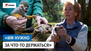 Не только Панч: обезьянка Рихтер из испанского зоопарка воспитывается игрушкой