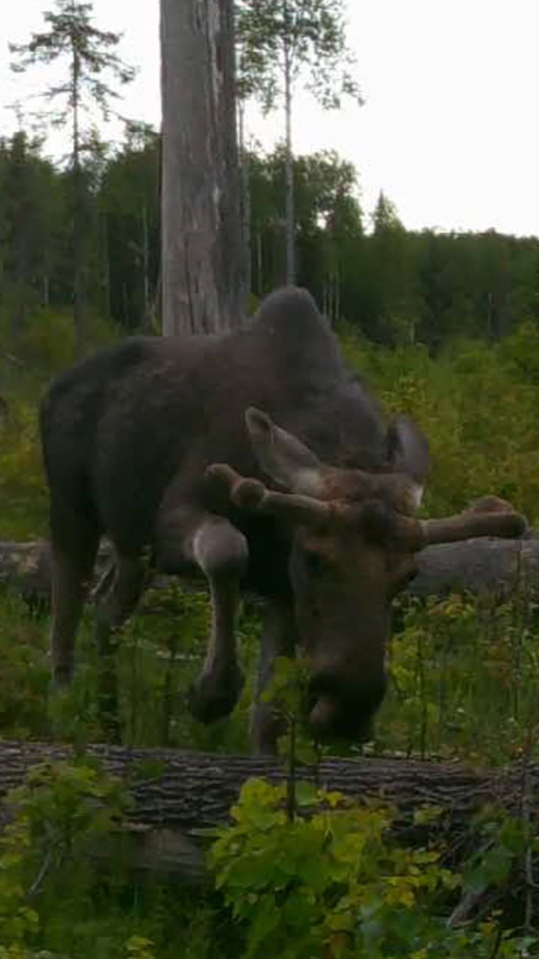 Лось на солонце: кушает молодые побеги. Красота и мощь мира животных