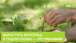 ЭТО РЕАЛЬНО! Как вырастить виноград в Подмосковье. Посадка винограда  на участке. Советы и хитрости