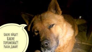 У нас вода испачкалась, пошли за чистой. Третье яйцо у совы Ёлки! Сова проголодалась