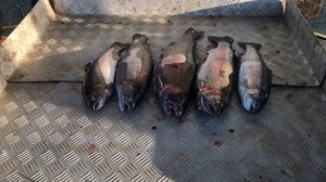 итоговый улов форели