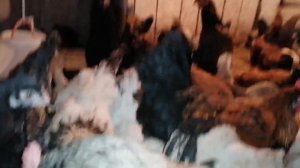 Цыплята / Чем кормить цыплят зимой? / Когда молодые куры занесутся? / КОТЁНОК Добби и наши коровки