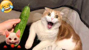 Смешные и забавные животные 😻😺 Лучшие приколы с животными 🐶 Подборка забавных животных