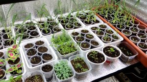 Научилась черенковать куда все девать.Рассадный стеллаж трещит