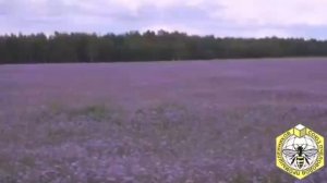 Пчеловодство профессия для души