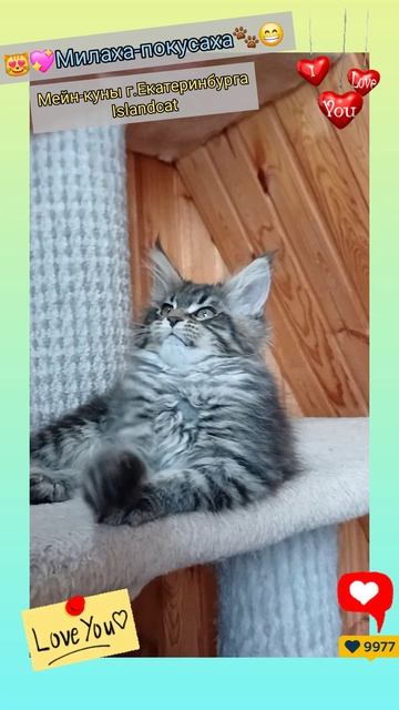 💖😁Милаха-покусаха😻🐾 #ням #мейнкун #екатеринбург #котята #islandcat