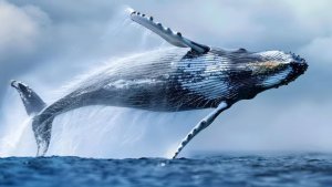 Камчатка с воды: киты, косатки, крабы и невероятные виды