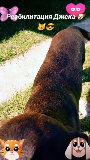 Реабилитация Джека-1🐶🐱🙂