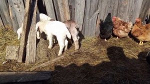 держим козлят 3 день.