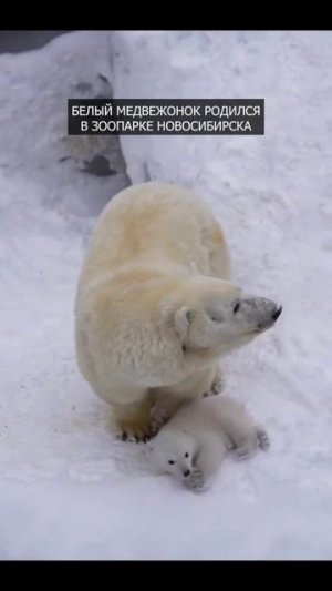 😍 Белый медвежонок родился в зоопарке Новосибирска