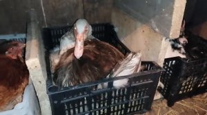 СКОРО будут индоутята под КВОЧКОЙ?! Бедная квочка, больше месяца на яйцах