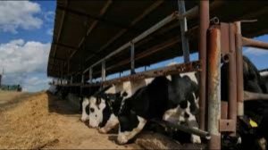 О причинах изъятия животных, реакции фермеров и мерах поддержки в Сибири