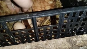 ОЧЕРЕДНОЙ ВЫВОД ЦЫПЛЯТ ПОД КВОЧКОЙ