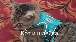 Мои питомцы. Мишка. Максик и шлейка. 20-03-2026