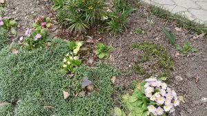 Любуемся весенней красотой у Т. И!