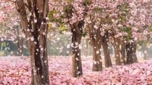 Медитация Волшебный сад