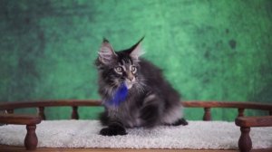 X-man 4 месяца