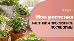 2. Мои растения. Комнатные растения проснулись после зимы и пошли в рост.