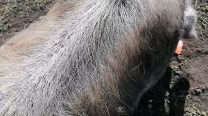 Поросята / 3 свинки и кабанчик- дружная семья