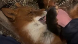 Лиса-Алиса. Лис Игнис балуется и веселится вечером