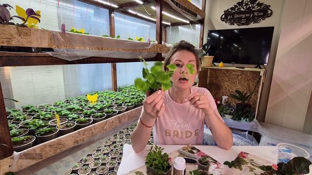 СЕЙЧАС САМОЕ ВРЕМЯ УКОРЕНЯТЬ.