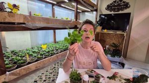 СЕЙЧАС САМОЕ ВРЕМЯ УКОРЕНЯТЬ.