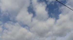 20.03.26 г. Андижанская порода голубей (2)